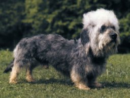 dandie_dinmont_terrier_20211130_1036008125
